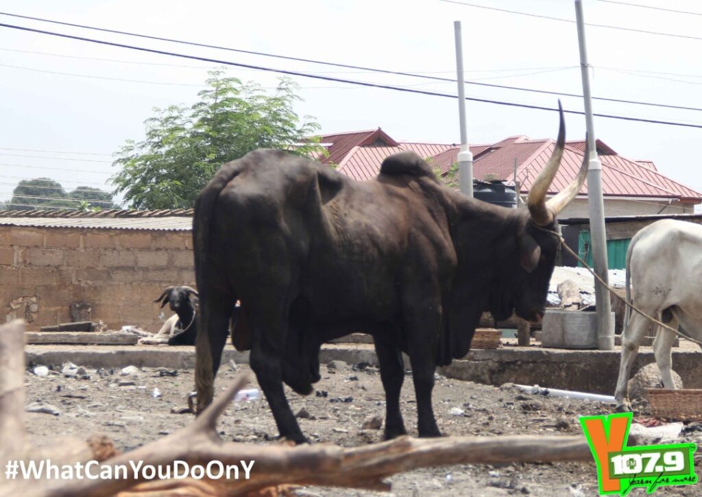 YFM presents Chief Imam a cow for Eid-Al-Adha Celebrations